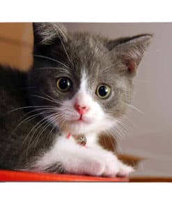 tapis de souris avec un chaton aux yeux mignons avec collier et clochette