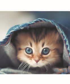 tapis de souris motif chat couvert d'un pantalon chaud